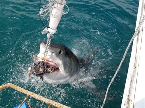 Afternoon Shark Cage Diving False Bay SD - sharkdiving.co