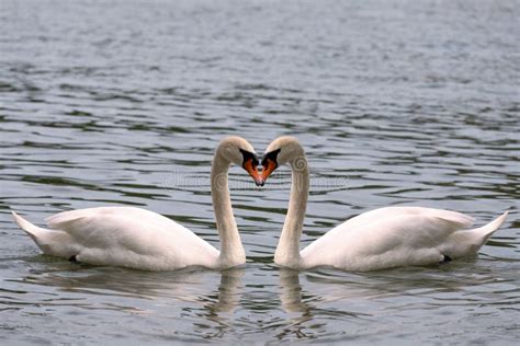 Dos Cisnes Románticos Símbolo Del Amor Imagen De Archivo Imagen De