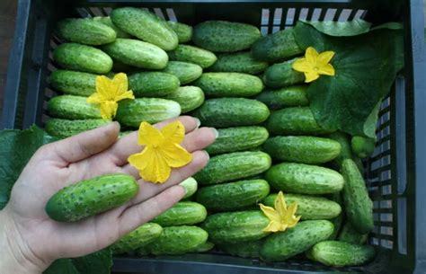 Огурцы пикули (13 фото): лучшие сорта семян для открытого грунта и ...