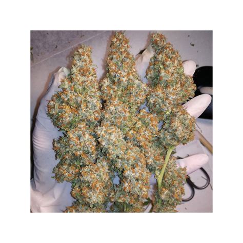 Buy Orange Hill Special® Feminised Seeds Dutch Passion Uk