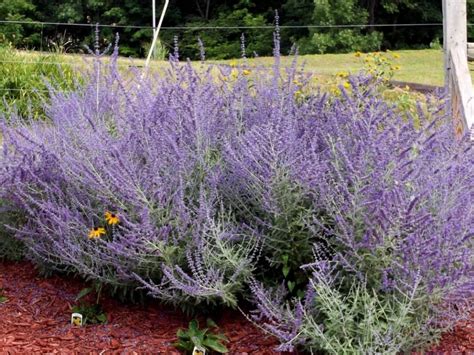 Перовския лебедолистная Perovskia atriplicifolia ‘Russian Sage ...