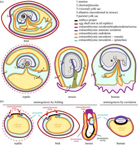 The Development Of The Amnion In Mice And Other Amniotes