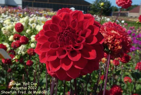 Photo Dahlia Red Cap Dahlia Hybrid Cultivars Album Nora Goosen