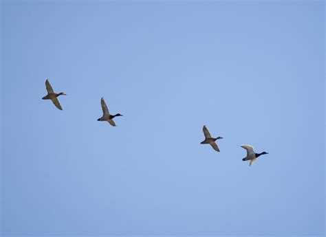 Bandada De Patos Salvajes En Vuelo Contra El Cielo Azul Foto Premium