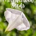 How to Save Moonflower Seeds - The Kitchen Garten