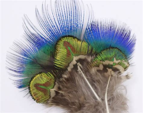 Peacock Feathers, Natural Blue and Green Gold Peacock Plumage, Loose ...