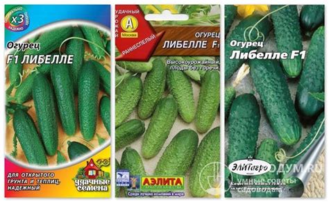 Огурцы Либелла: описание сорта и характеристики, выращивание и уход ...