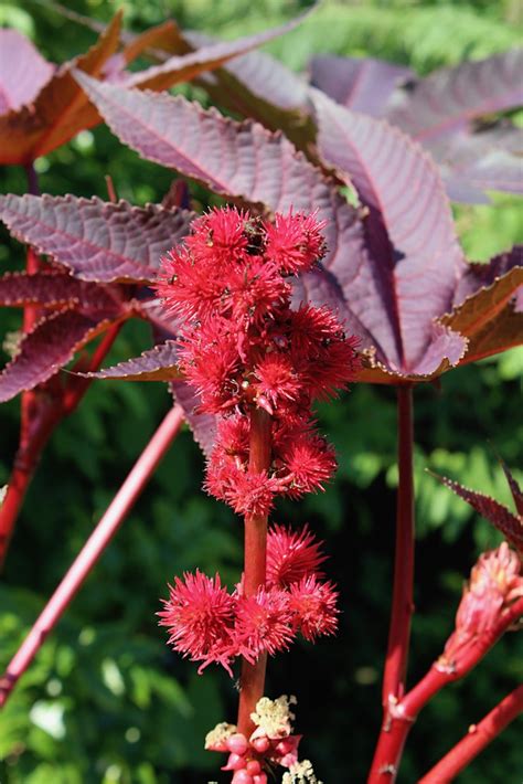 Rizinus Wunderbaum Ricinus Communis Xenophora