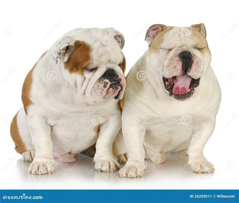 Two Bulldogs Stock Image Image Of Card Mouth Looking 26209011