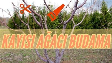 Kayısı Ağacı Nasıl Budanır KAYISI BUDAMA YouTube