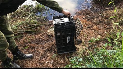 Batalh O Ambiental Da Brigada Militar Resgata Um Rat O Do Banhado Em