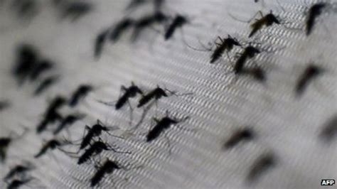 Dengue Kills Six In Worst China Outbreak In Decades Bbc News