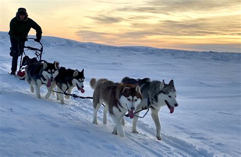 Dog Sledding With Husky On Snow Akureyri North Iceland