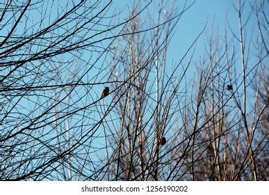 Nude Tree Stock Photo 1256190202 Shutterstock