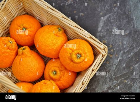 Sumo Citrus Giant Mandarin Orange Fruit Stock Photo Alamy