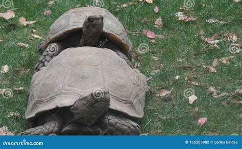 Two Tortoise Mating stock photo. Image of tortoise, mating - 155503982