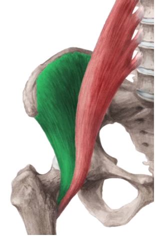 Kapitel 2 Anatomie Flashcards Quizlet