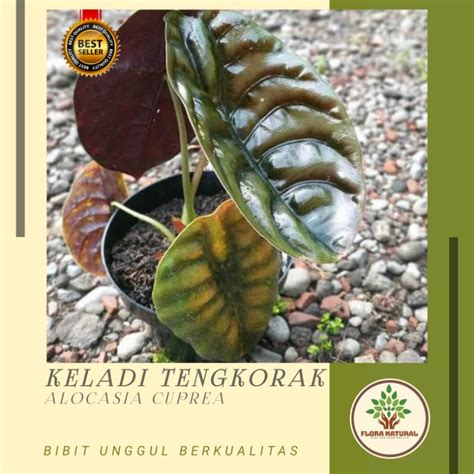 Jual Tanaman Hias Keladi Tengkorak Tanaman Keladi Shopee Indonesia