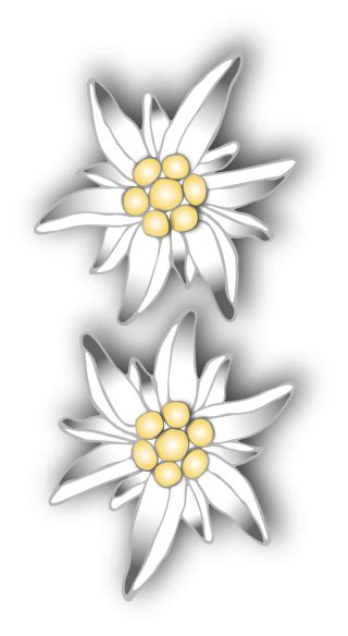 Edelweiss Png Edelweiss Transparent Background Freeiconspng