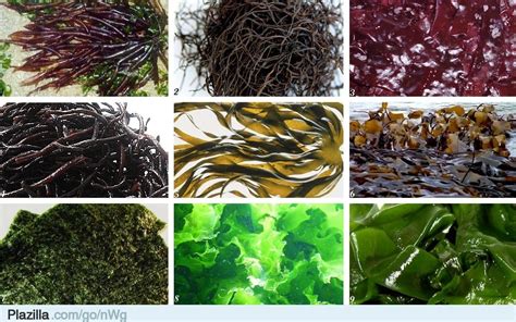 Real Food Recipes, Vegetarian Recipes, Medicinal Wild Plants, Pesco ...