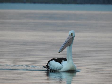 Australian Pelican