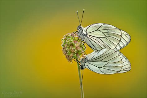 Sex am Morgen Forum für Naturfotografen