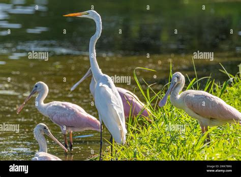 Great Egret Ardea Alba And Roseate Spoonbills Platalea Ajaja At