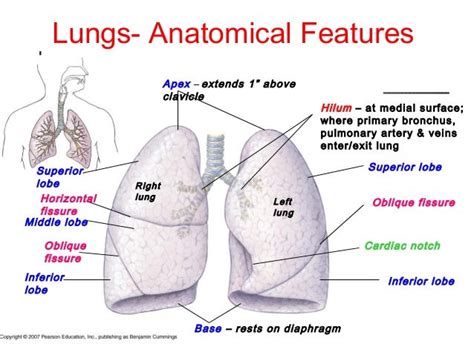 Basic Pulmonary Anatomy