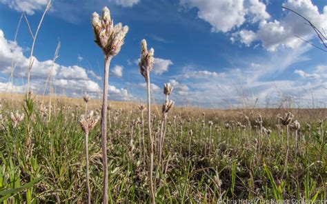 Photos Of The Week May The Prairie Ecologist