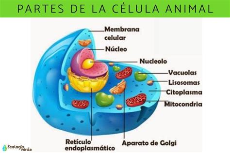 Partes de la célula animal y sus funciones - ¡Resumen con esquemas!