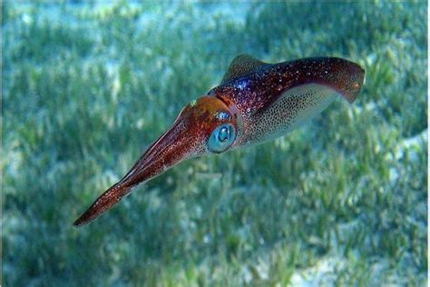 Common Squid/ Loligo vulgaris