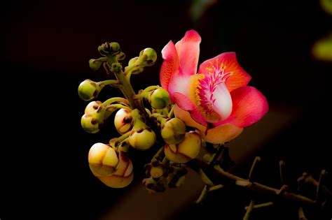 Flor Couroupita Guianensis Foto Gratis En Pixabay Pixabay