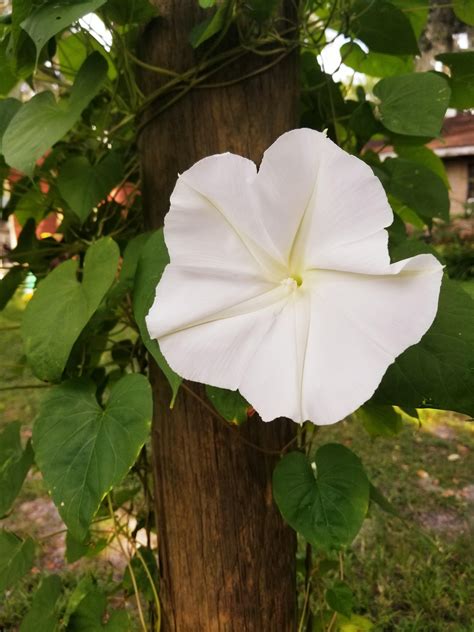 Night Blooming Moonflower smelling wonderful : gardening