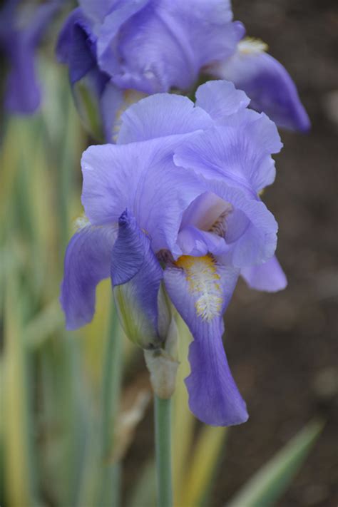 Silver Variegated Sweet Iris Iris Pallida Argentea Variegata In