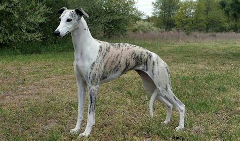 Whippet Galgo Ingles Femea Azul E Branca 🥇 【 Ofertas 】 Vazlon Brasil