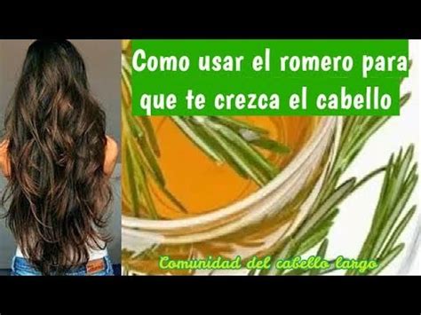 C Mo Hacer Crecer El Cabello Muy R Pido Con Romero Eficaz