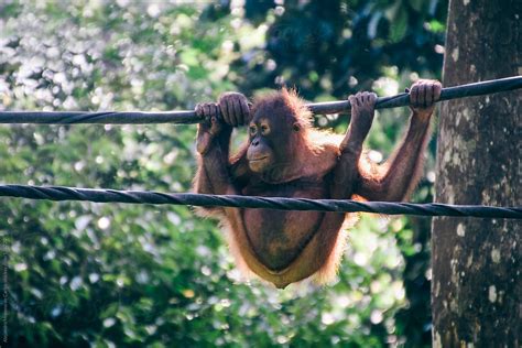 Contortionist Orangutan On A Cable Borneo Malaysia By Stocksy