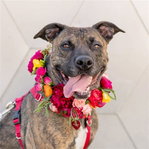 Indie the dog needs a new loving home in the Calgary area