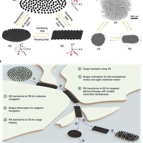 Pdf Autonomous Environment Adaptive Microrobot Swarm Navigation