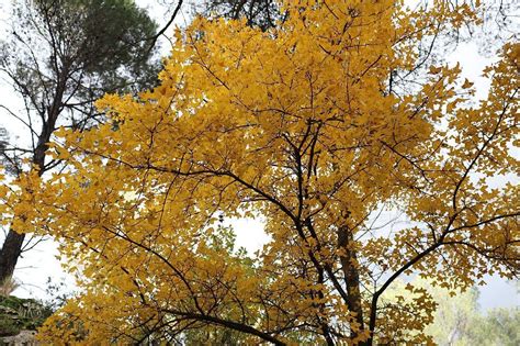 Französischer Ahorn Acer monspessulanum