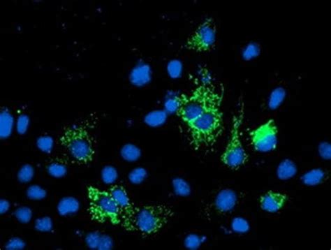 Nif L Monoclonal Antibody Oti A Truemab Origene L