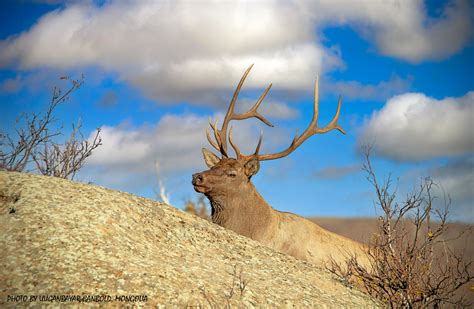 Asian Wapiti Or Elk Cervus Canadensis Erxleben Flickr