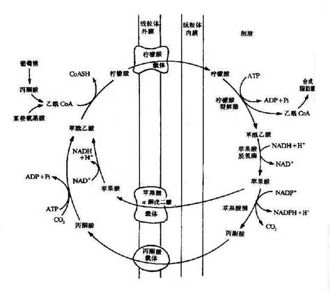 脂肪酸代谢 《生物化学与分子生物学》在线阅读 【中医宝典】