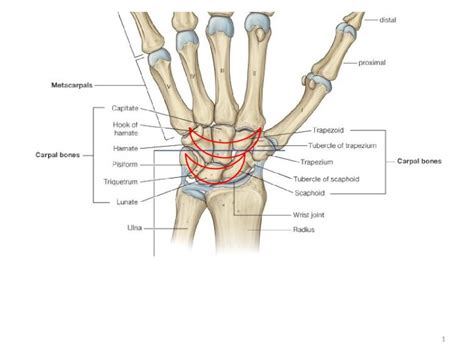 (PPTX) 1. Midcarpal joint Radiocarpal joint Movements? 2 Wrist joint ...