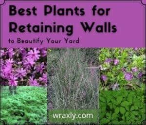 Best Plants for Retaining Walls to Beautify Your Yard - Wraxly