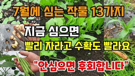 7월에 심는 추천작물13가지 지금심으면 잘자라고 수확도빨라요 안심으면후회합니다 Youtube