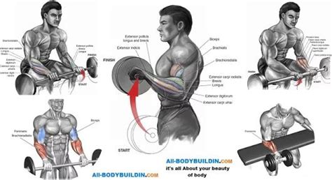 Forearm Workouts Best 4 Exercises To Build Forearms Forearm Workout