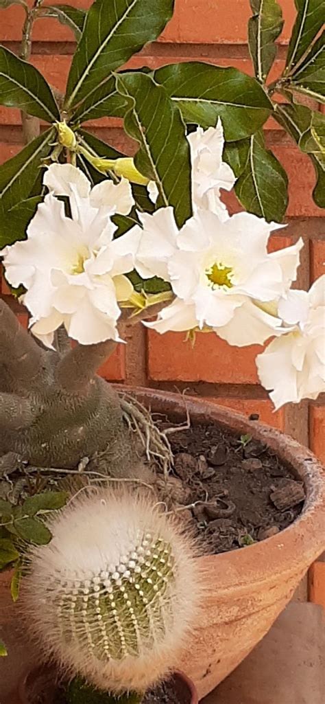 Pin De Cristina Coletti Em Minhas Flores Flores