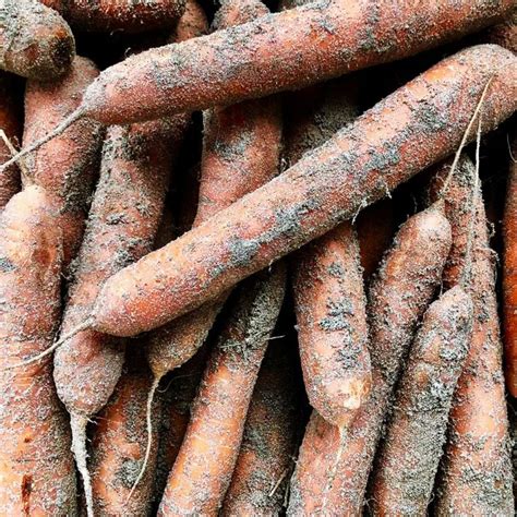 Carottes De Sables En Livraison Sur Lorient Votrepotager