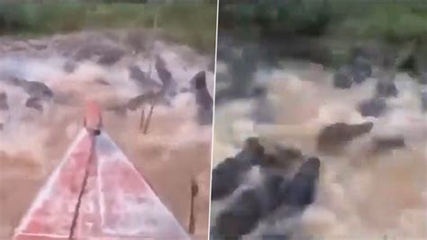 Boat Passes Through Hundreds Of Crocodiles In A River Spinechilling Video Goes Viral Watch